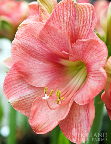 Susan Amaryllis Value Pack susan amaryllis, pink amaryllis, amaryllis bulbs, amaryllis flowers, deals of flowers, flower bulb deals, low cost flower bulbs, best deals on bulbs