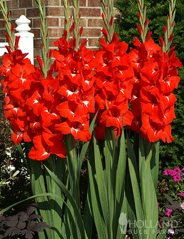 Traderhorn Gladiolus 
