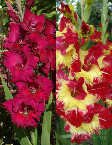 Tropical Drama Gladiolus Collection 