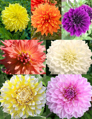 Ultimate Dinnerplate Dahlia Collection 