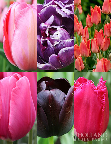 Unicorn Dreams Tulip Garden Collection tulip bulbs, purple tulip bulbs, pink tulips, purple tulips, tulip bulbs for sale, tulip bulbs for sale online