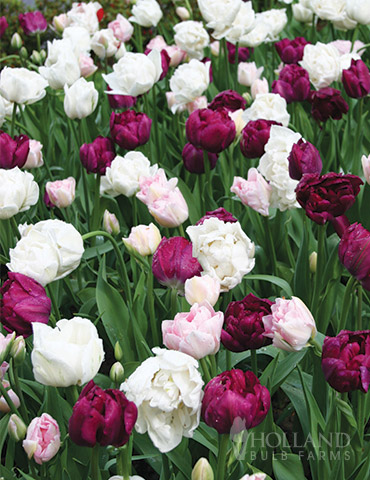 Up &amp; Up Double Tulip Collection