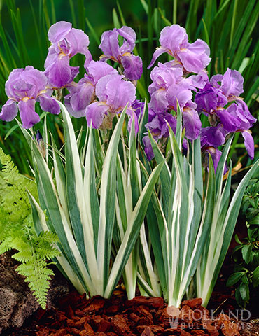 Variegated White Sweet Iris 