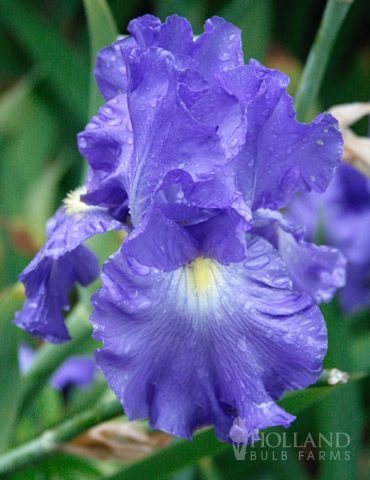 Victoria Falls Reblooming Bearded Iris 