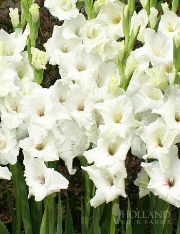 White Gladiolus Value Bag