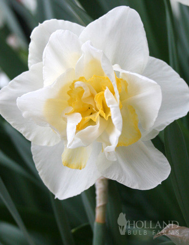 White Lion Double Daffodil 