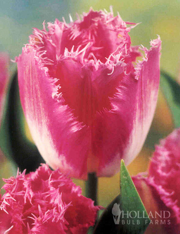 100 Blooms of Purple and Pink Tulips Collection - 88313