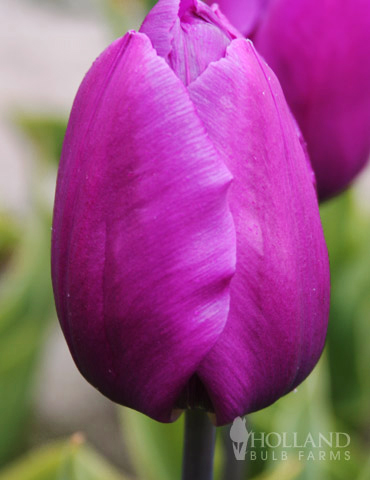 100 Blooms of Purple and Pink Tulips Collection - 88313