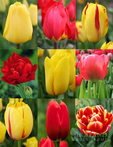 100 Blooms of Red and Yellow Tulips Collection 