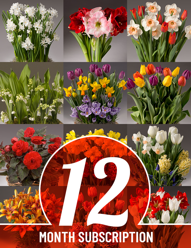 12 Month Potted Bulb Garden Subscription