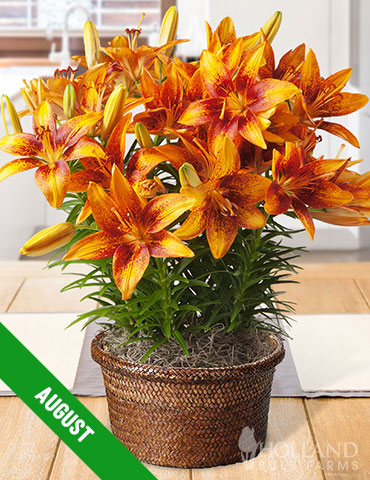 12 Month Potted Bulb Garden Subscription - MG0012