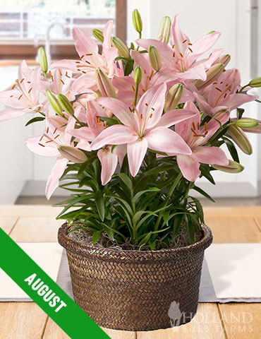 12 Month Potted Bulb Garden Subscription - MG0012
