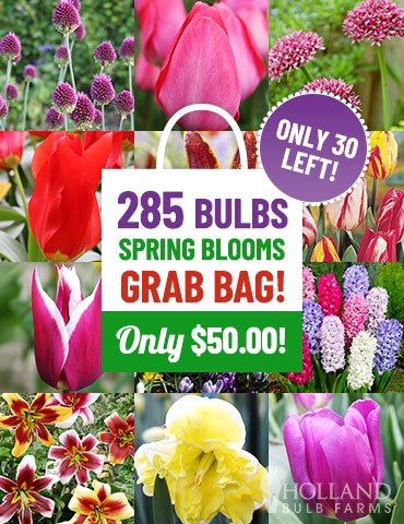 2020 Spring Blooming Grab Bag  fall bulb collections, holland bulbs, perennial bulbs, best place to buy fall bulbs, allium bulbs, daffodil bulbs, lily bulbs, tulip bulbs, fall bulbs wholesale, tulip deals, plant bulbs for sale