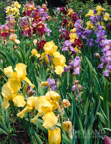 Re-Blooming Bearded Iris Wholesale Mix (25 Bulbs)