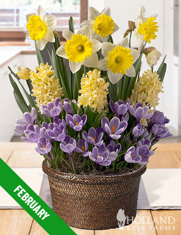 3 Month Potted Bulb Garden Subscription - MG0003