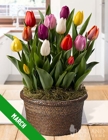 3 Month Potted Bulb Garden Subscription - MG0003