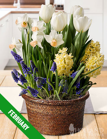 6 Month Potted Bulb Garden Subscription - MG0006