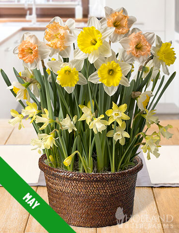 6 Month Potted Bulb Garden Subscription - MG0006