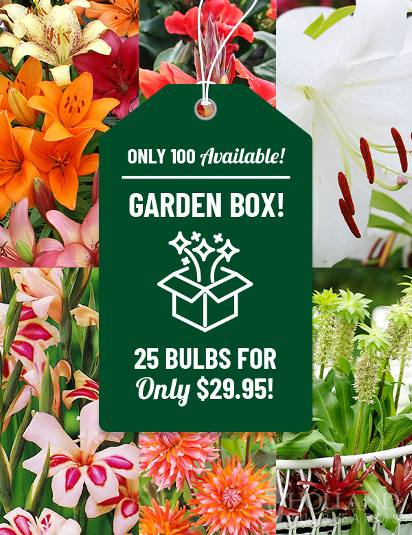60 Days of Sunny Summer Blooms Garden Box