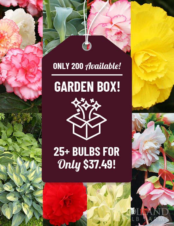 60 days of Shady Summer Blooms Garden Box