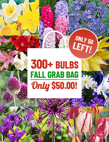 90 Days of Blooms Spring Garden blooms all spring, daffodils for sale, crocus for sale, tulips for sale, bulbs that flower all the time, easy to grow bulbs, brecks bulbs, michigan bulb
