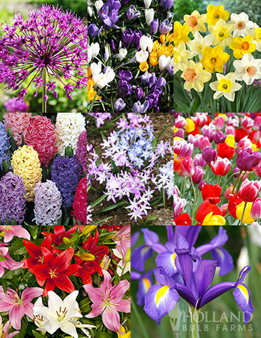 90 Days of Spring Flowers Garden Kit 90 days of spring blooms, 90 days of spring flowers, fall bulbs, fall planted bulbs, bulbs that are planted in fall, tulip bulbs for sale, daffodil bulbs for sale, daffodils for sale, allium for sale, allium bulbs, buy flower bulbs online