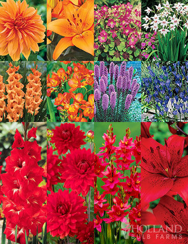 90 Summer Blooming Flowers Collection summer blooming flowers, summer blooming flower bulbs, dahlia tubers for sale, gladiolus bulbs for sale, mixed packs of flower bulbs for sale, cheap flower bulbs