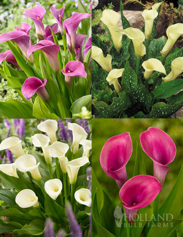 A Lady's Favorite Calla Collection - 73166