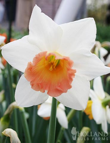 Accent Daffodil 