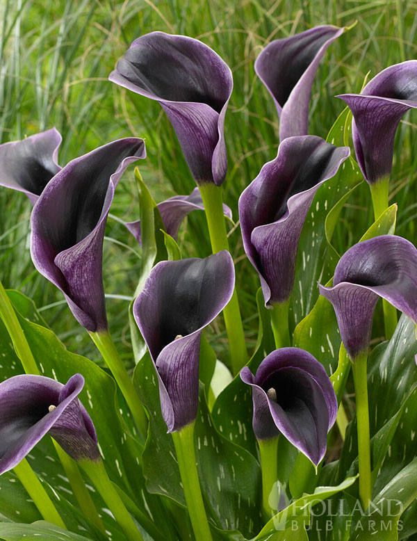Akela Calla Lily