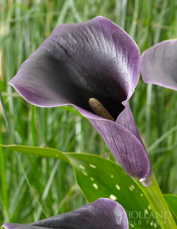 Akela Calla Lily | Holland Bulb Farms | 73182