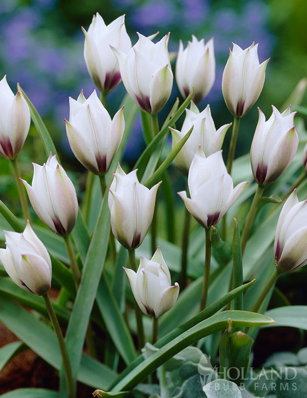 Alba Coerulea Oculata Botanical Tulip