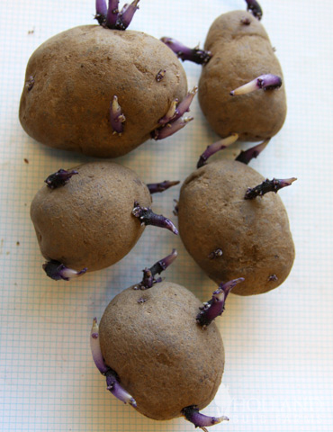 All Blue Seed Potatoes - 75143