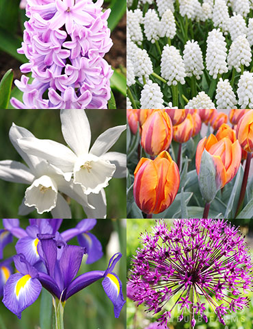 All Spring Blooms of Fragrant and Cut Flowers