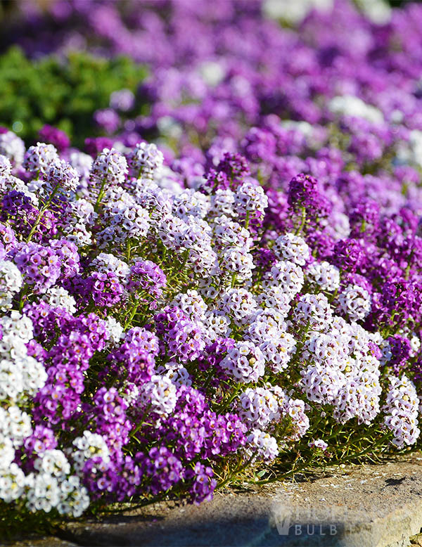 Alyssum Wonderland Mix Pre-Potted Trio