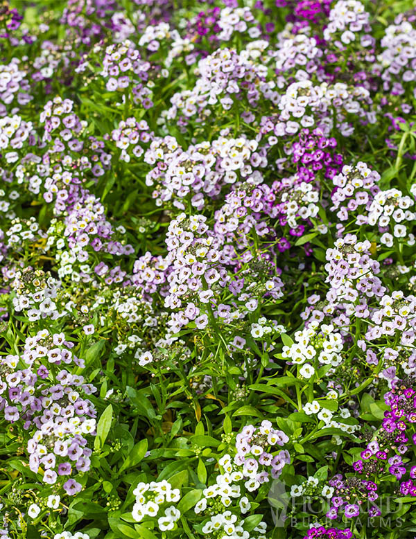Alyssum Wonderland Mix
