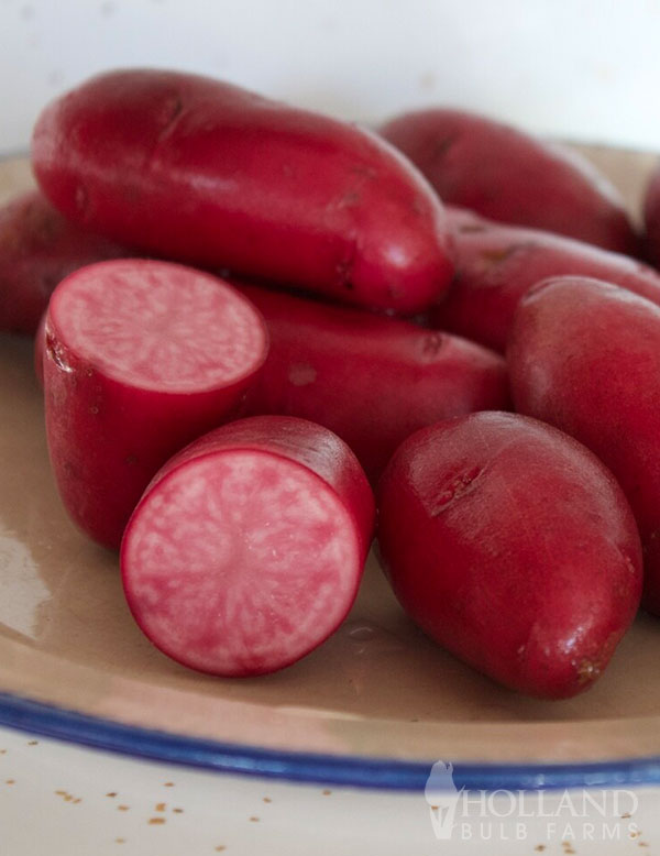 Amarosa Fingerling Organic Potatoes