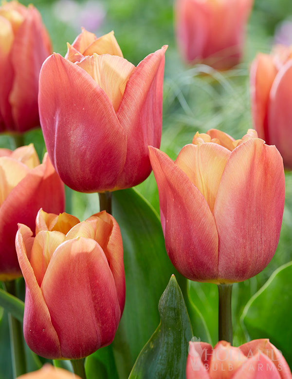 Amaru Triumph Tulip