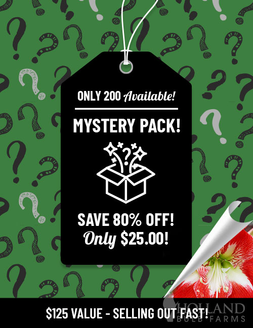 Amaryllis Mystery Pack