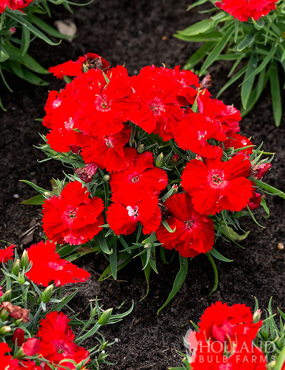 American Pie® Cherry Pie Dianthus Pre-Potted Duo