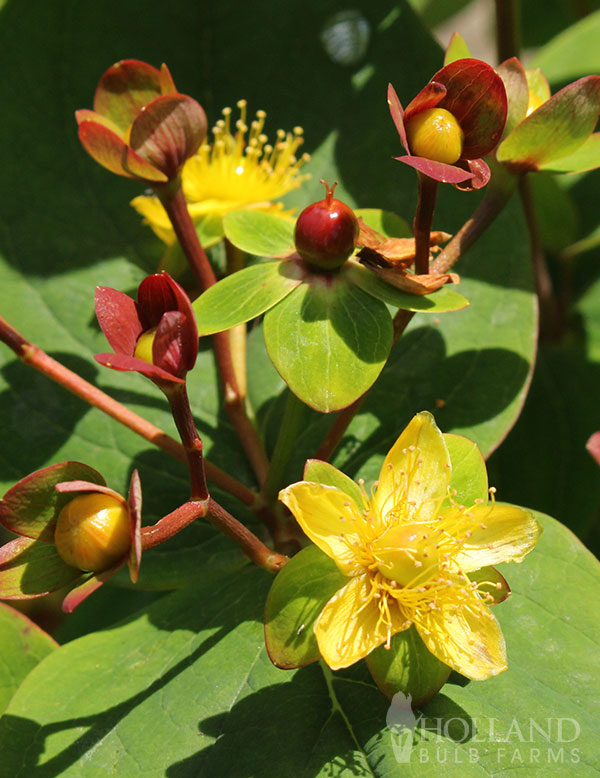 Ames Kalm St. Johnswort Pre-Potted Shrub