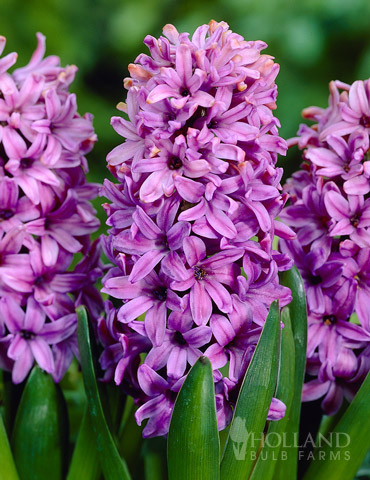 Andorra Fragrant Hyacinth