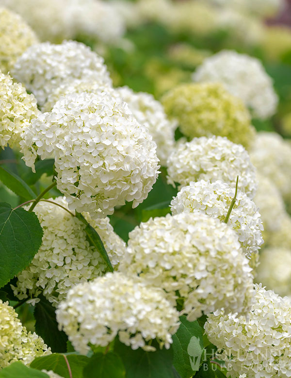 Annabelle Hydrangea Pre-Potted Shrub