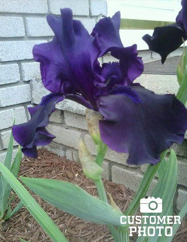 Anvil of Darkness Bearded Iris - 85175