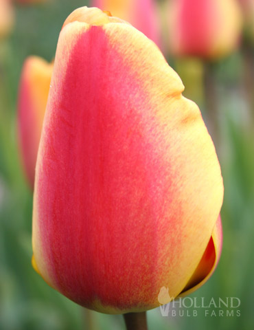 Apeldoorns Elite Darwin Hybrid Tulip 