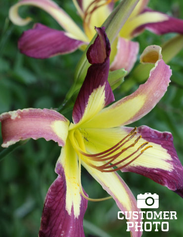 Applique Daylily - 77443