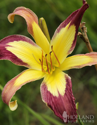 Applique Daylily - 77443