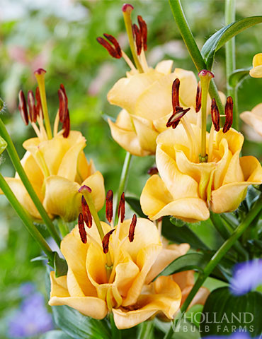 Apricot Fudge Lily double lilies, asiatic lilies, apricot fudge lily, lily bulbs, lily bulbs for sale, double asiatic lily, double lily apricot fudge, apricot lily