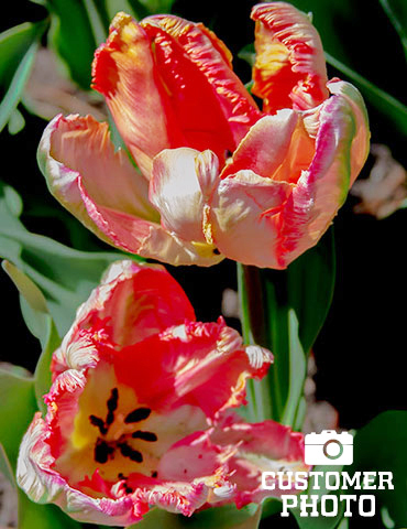 Apricot Parrot Tulip - 88215