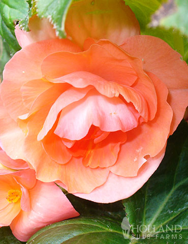 Apricot Roseform Begonia - 71111